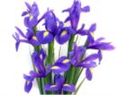 purple iris