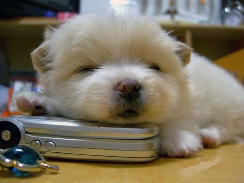 puppy