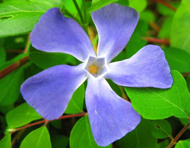 Clickable Blue Flower