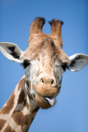 giraffe
