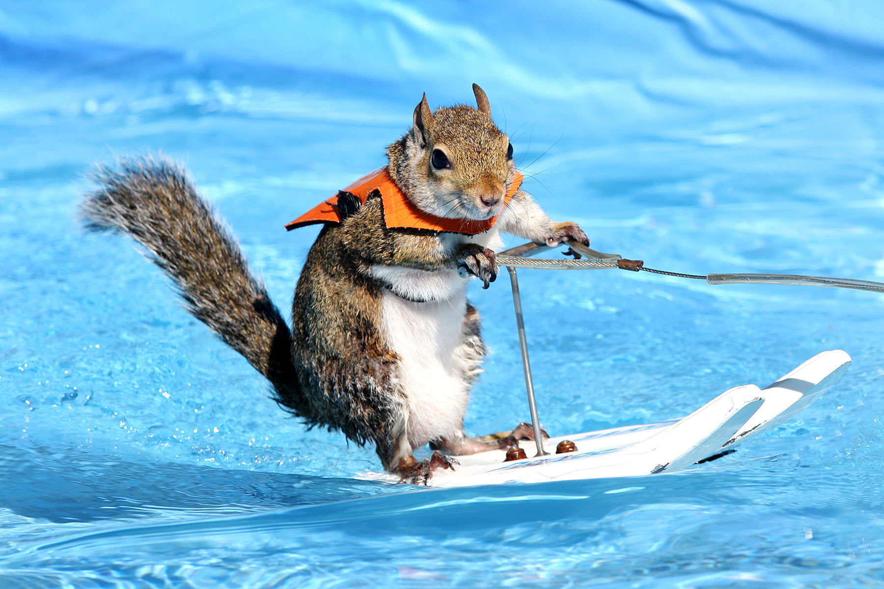 Water Skiing Squirrel