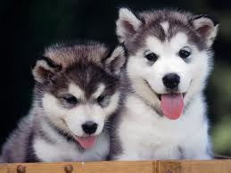 huskypuppies