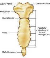 sternum