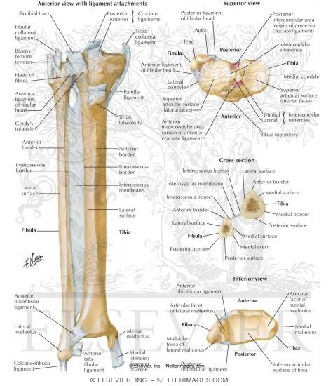 tibia-fibula