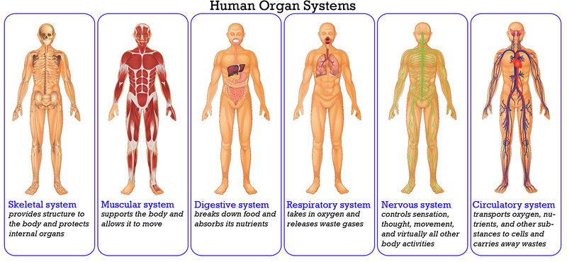 TheBodySystems