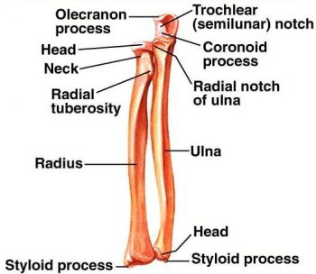 radius-ulna