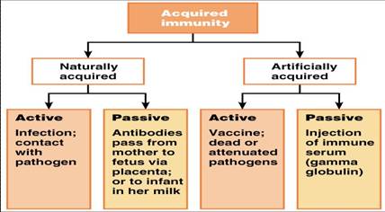 Infant Immunization