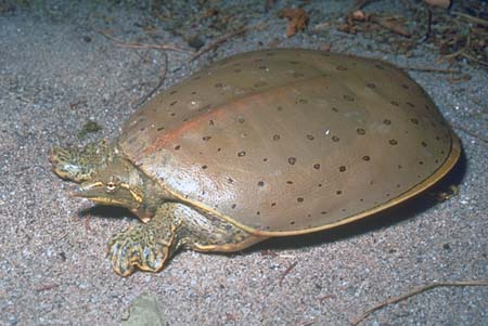 Soft Shell Turtle