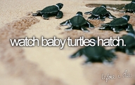 turtles