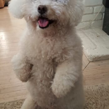 dog1