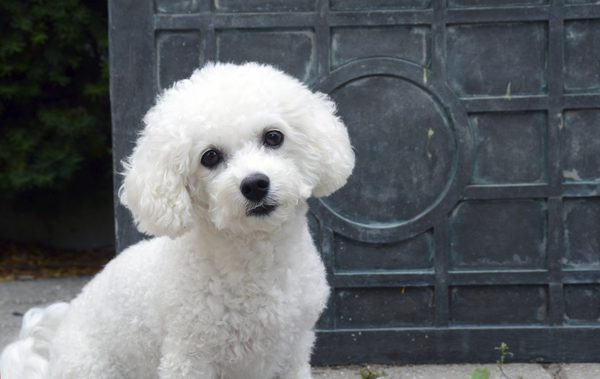 dog3