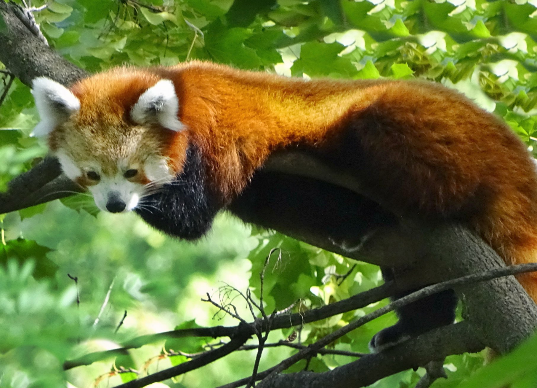 fluffy red panda