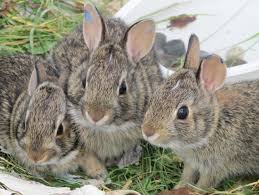 pic
      of bunnies