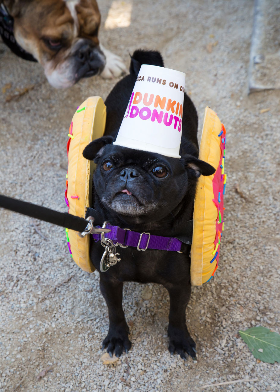 dunkin donuts dog drink