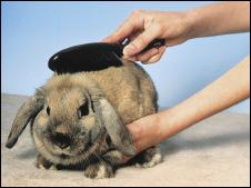 Brushing rabbit