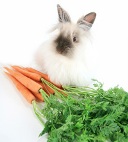 Rabbit with carrots