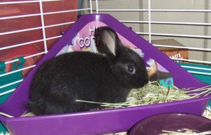 Rabbit using litter hot sale box as bed