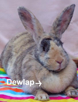 rabbit dewlap