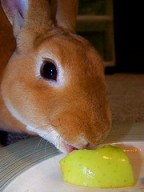 Rabbit eating apple