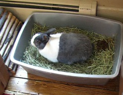 Do rabbits use a litter box sale