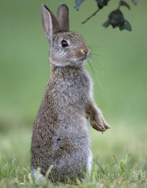 standing rabbit