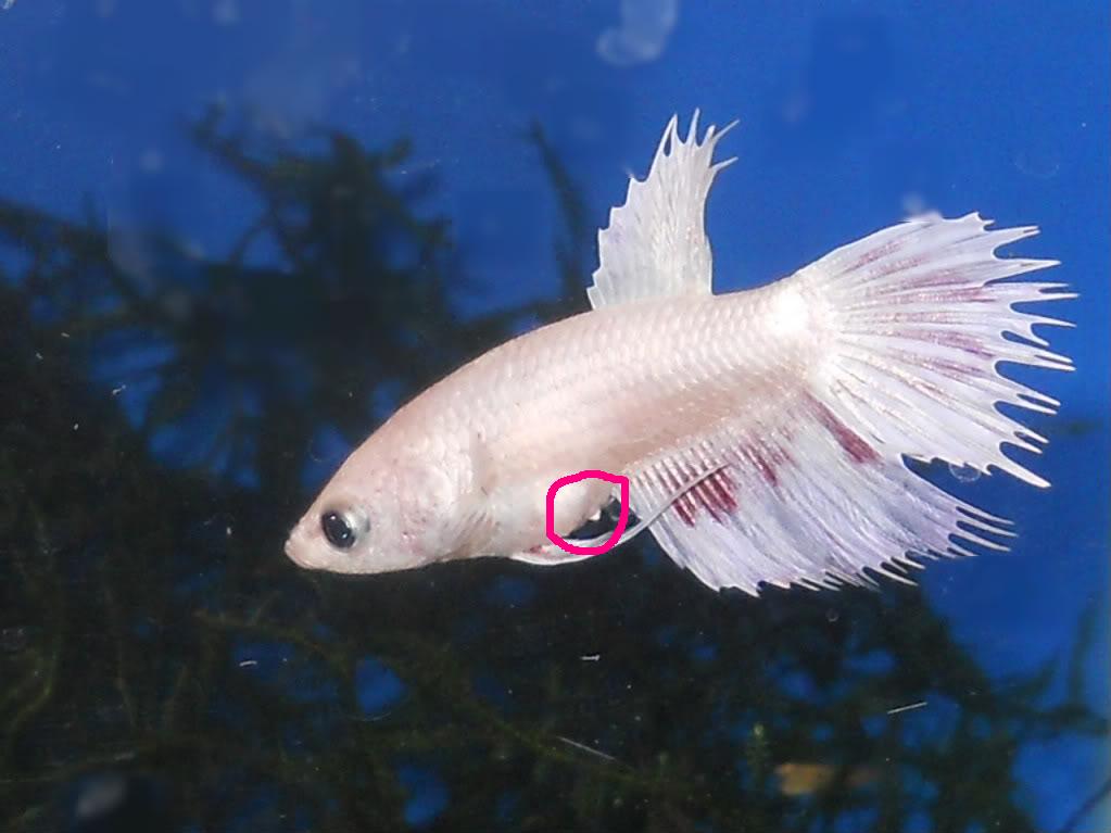 female bettas fighting