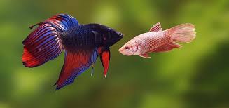 female betta fish