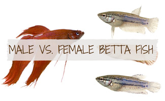Male Betta Fish