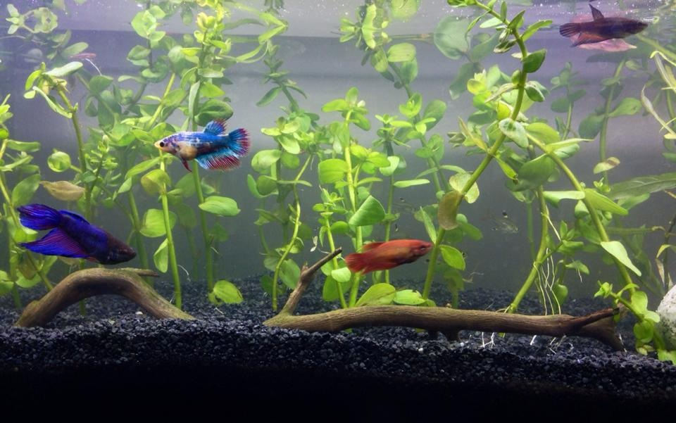 male and female betta fish in one tank