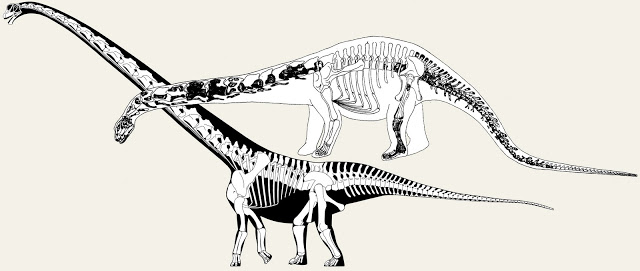 Reconstructions of
      Mamenchisaurus. Modern one below.